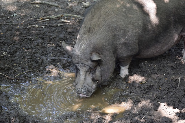 米接力第四 米接力第四